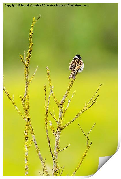 Male Reed bunting Print by David Knowles