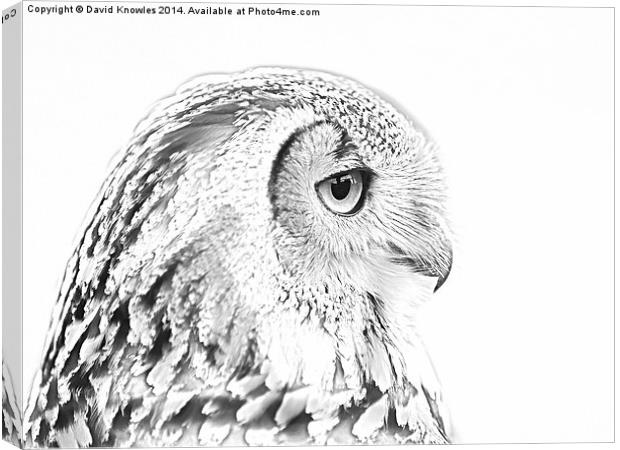 Drawing conversion of European Eagle Owl Canvas Print by David Knowles