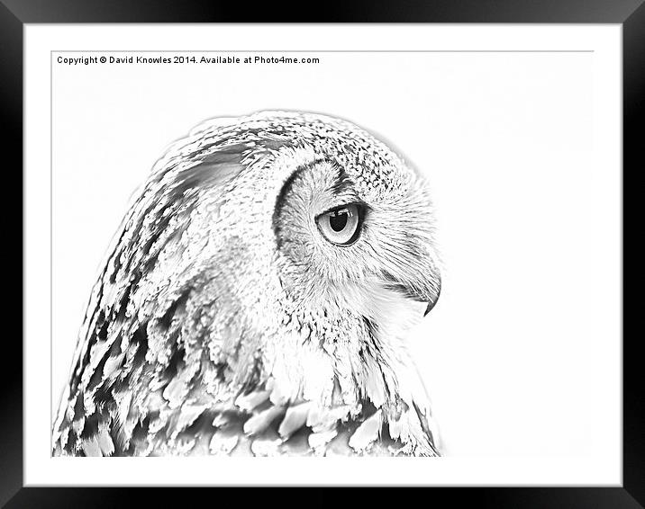 Drawing conversion of European Eagle Owl Framed Mounted Print by David Knowles