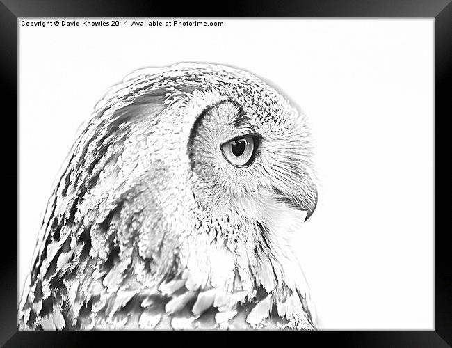 Drawing conversion of European Eagle Owl Framed Print by David Knowles