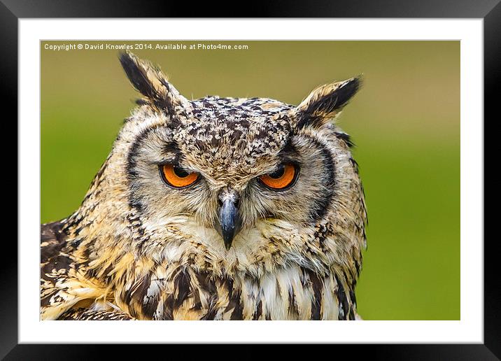 Eyes of an Eagle Owl Framed Mounted Print by David Knowles