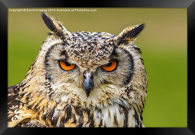 Eyes of an Eagle Owl Framed Print by David Knowles
