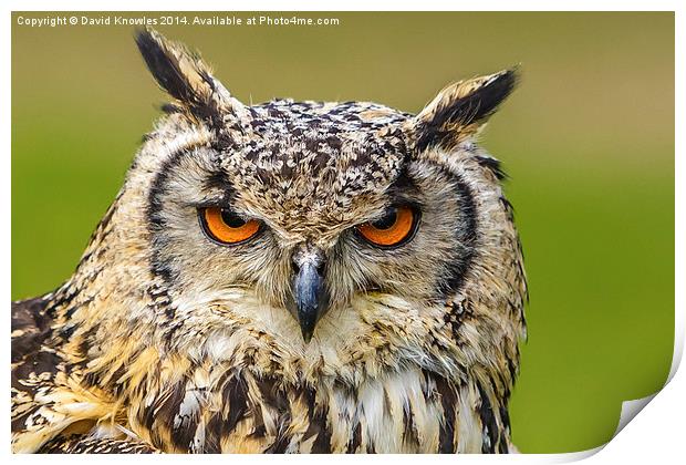Eyes of an Eagle Owl Print by David Knowles