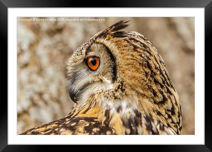 Indian Eagle owl face Framed Mounted Print by David Knowles