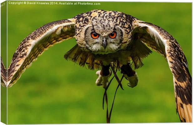 Falconers owl about to land Canvas Print by David Knowles