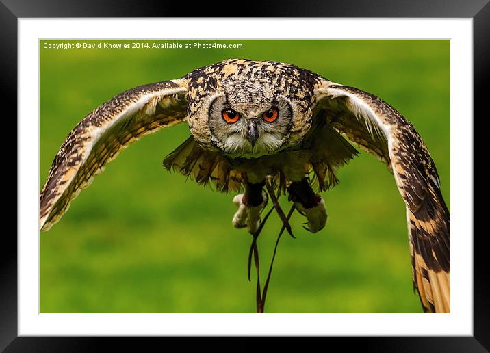 Falconers owl about to land Framed Mounted Print by David Knowles