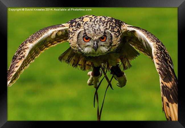 Falconers owl about to land Framed Print by David Knowles