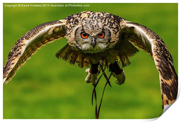 Falconers owl about to land Print by David Knowles