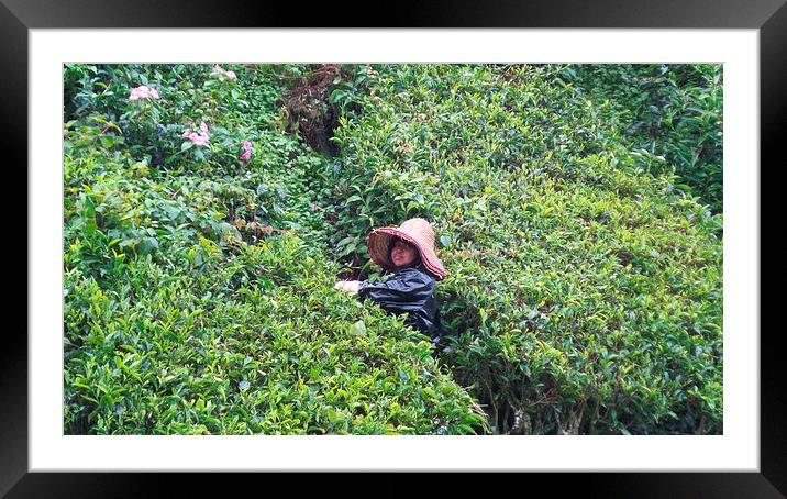 Malaysian Tea Picker Framed Mounted Print by Mark McDermott