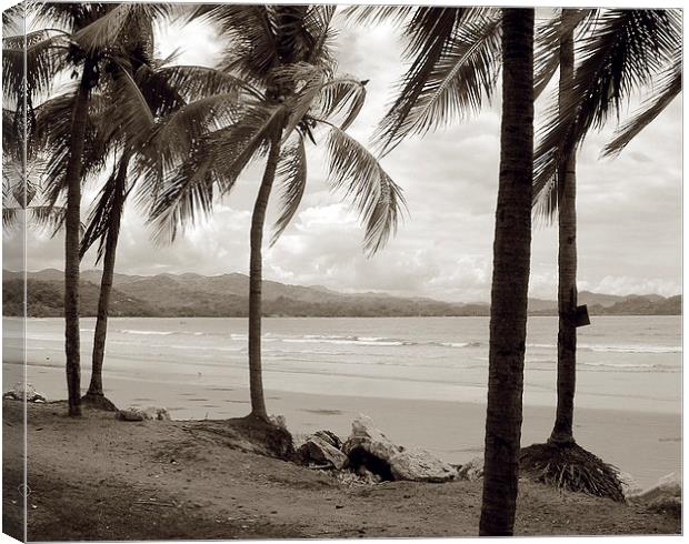 Palm Trees at Playa Samara Canvas Print by james balzano, jr.