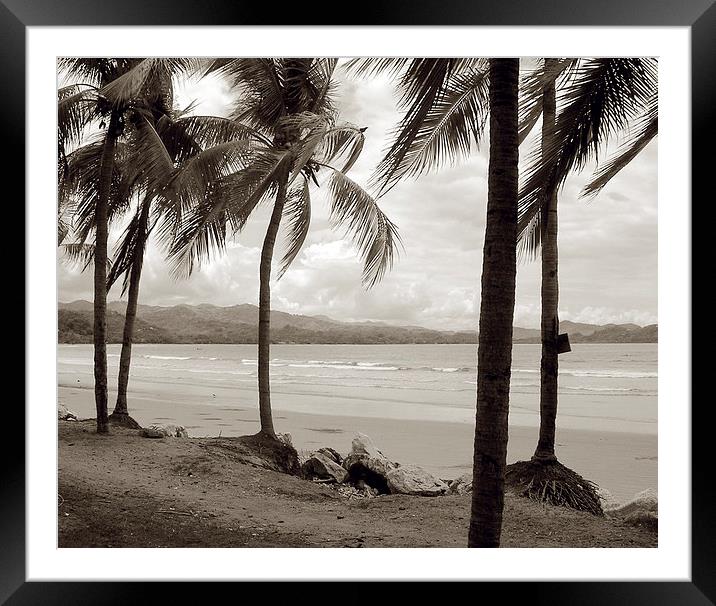 Palm Trees at Playa Samara Framed Mounted Print by james balzano, jr.