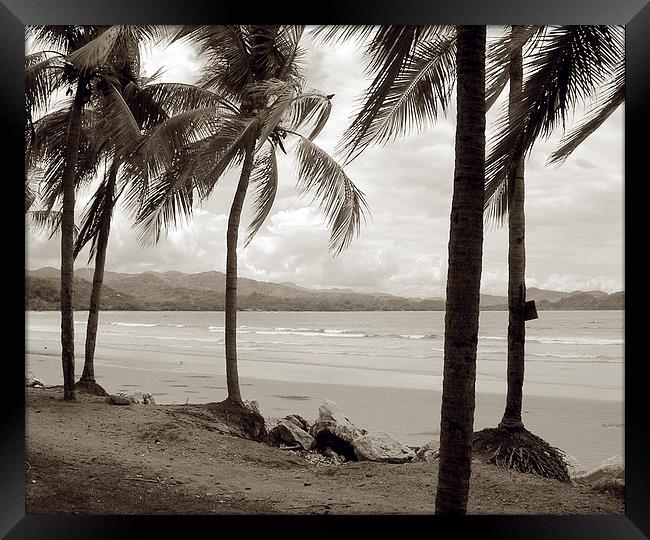 Palm Trees at Playa Samara Framed Print by james balzano, jr.