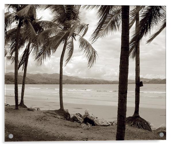 Palm Trees at Playa Samara Acrylic by james balzano, jr.
