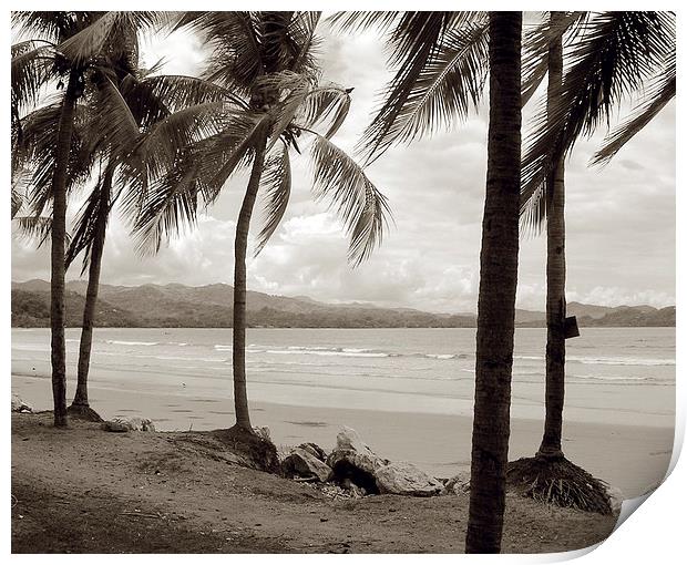 Palm Trees at Playa Samara Print by james balzano, jr.