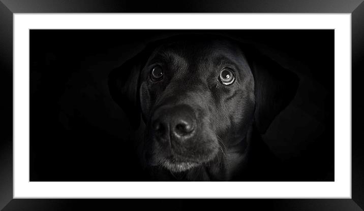 Dark - Black Labrador Framed Mounted Print by Simon Wrigglesworth