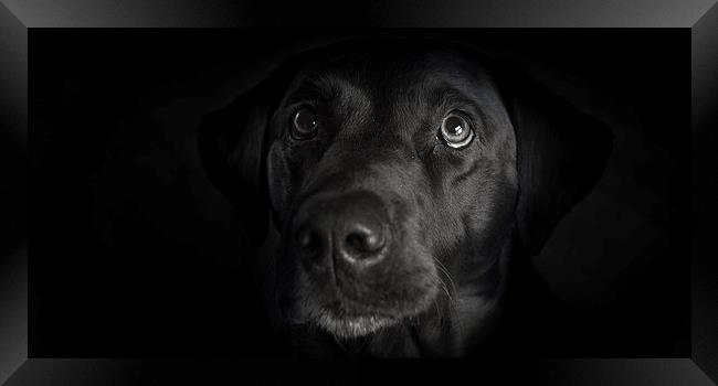Dark - Black Labrador Framed Print by Simon Wrigglesworth