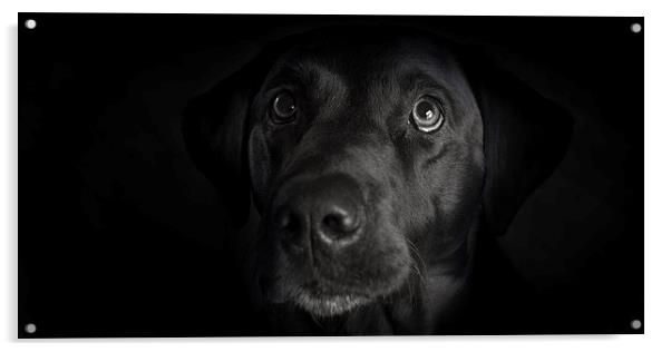 Dark - Black Labrador Acrylic by Simon Wrigglesworth