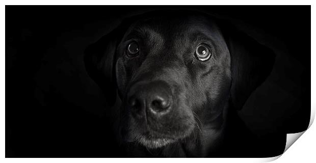 Dark - Black Labrador Print by Simon Wrigglesworth