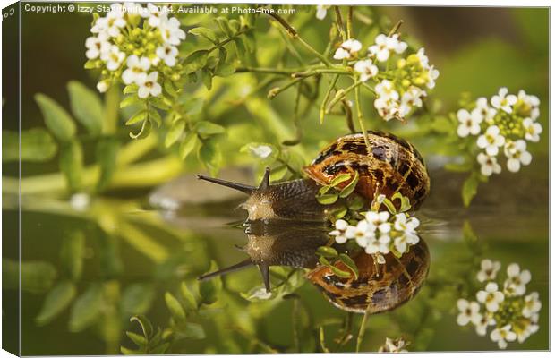 Common snail reflecting with flowers Canvas Print by Izzy Standbridge