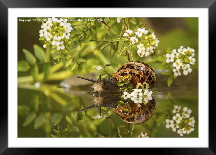 Common snail reflecting with flowers Framed Mounted Print by Izzy Standbridge