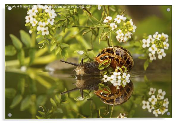 Common snail reflecting with flowers Acrylic by Izzy Standbridge