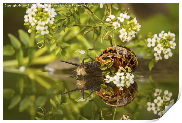 Common snail reflecting with flowers Print by Izzy Standbridge