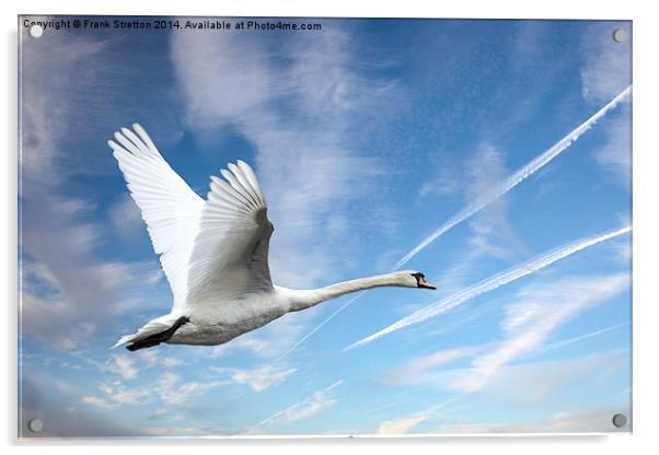 Swan in flight Acrylic by Frank Stretton