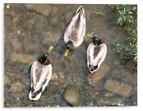 Duck Duck Duck Acrylic by Angela Martin