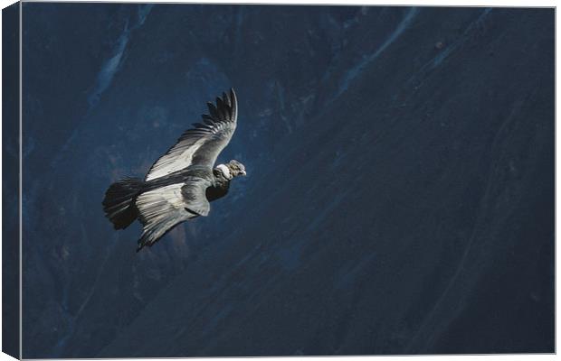 Condor in Peruvian Highland Canvas Print by Joanna Pantigoso