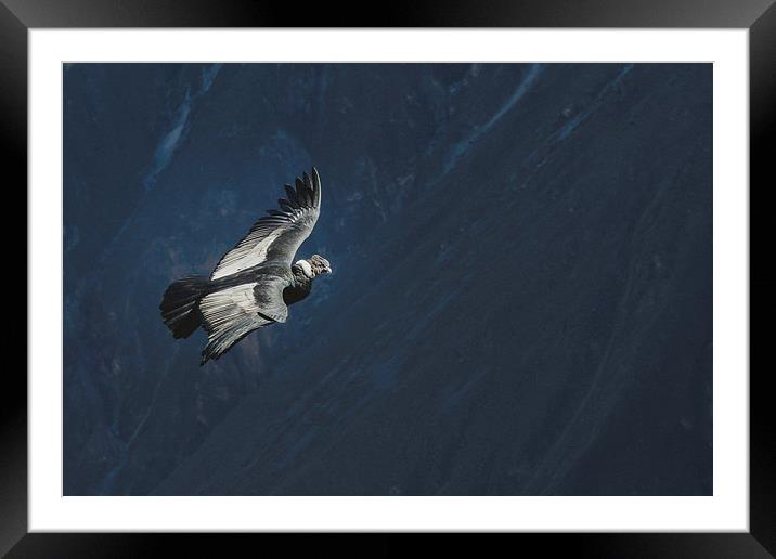 Condor in Peruvian Highland Framed Mounted Print by Joanna Pantigoso