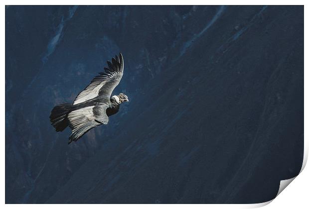 Condor in Peruvian Highland Print by Joanna Pantigoso