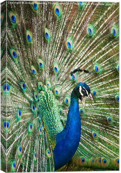 Whos A Pritty Pavo Cristatus Canvas Print by Jordan Browning Photo