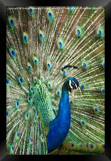 Whos A Pritty Pavo Cristatus Framed Print by Jordan Browning Photo