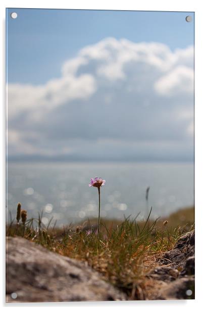 Coastal Flower Acrylic by Sean Wareing