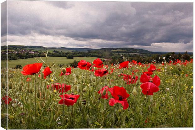 Poppies in the Wind Canvas Print by Dawn Cox