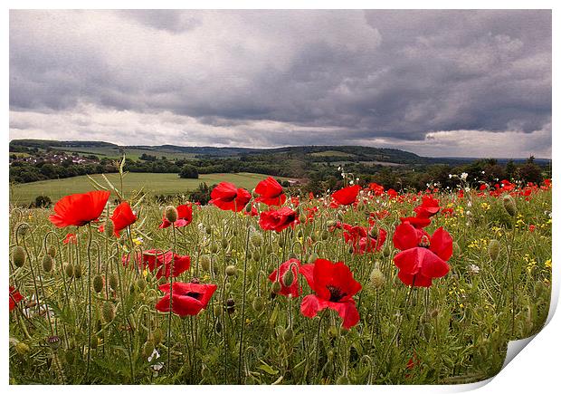 Poppies in the Wind Print by Dawn Cox