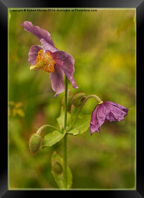 Meconopsis Framed Print by Robert Murray