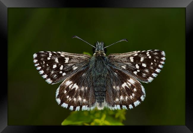 Grizzled Skipper Butterfly Framed Print by Oliver Porter
