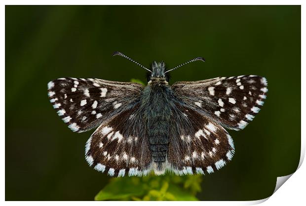 Grizzled Skipper Butterfly Print by Oliver Porter