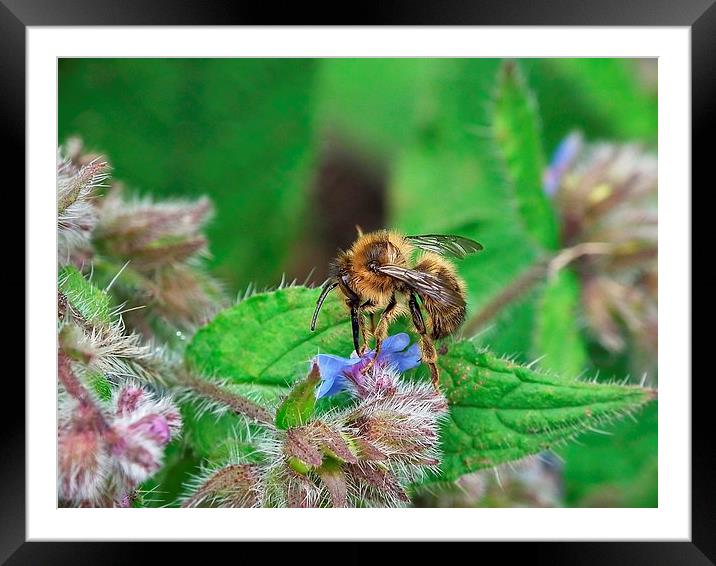 Baby Bee Framed Mounted Print by michelle whitebrook