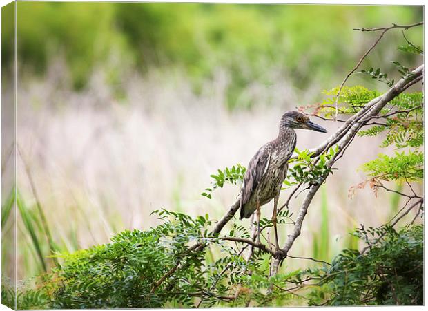 Juvenile Yellow Crowned Night Heron Canvas Print by Zoe Ferrie