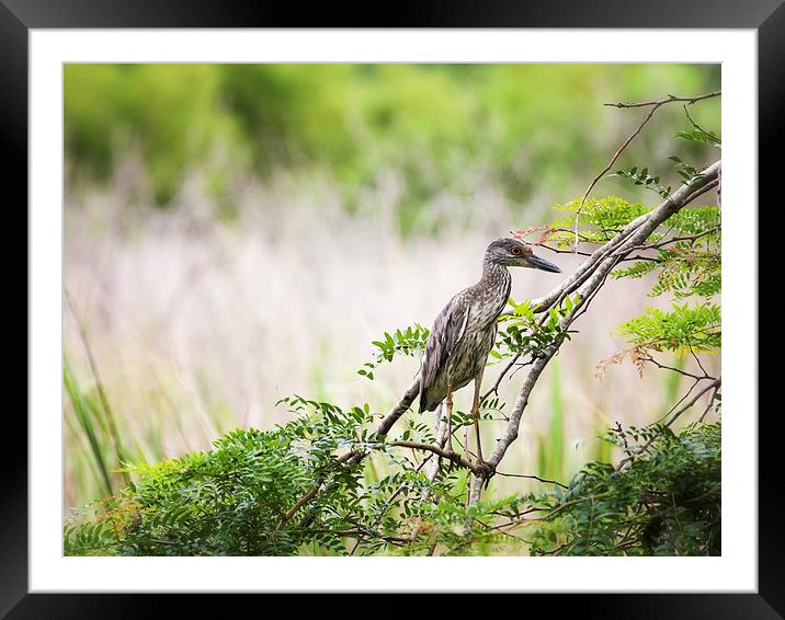 Juvenile Yellow Crowned Night Heron Framed Mounted Print by Zoe Ferrie