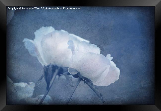 Delicate Flowers in Blue Framed Print by Annabelle Ward