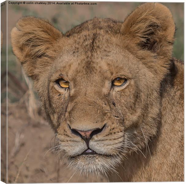 Lioness in Kruger National Park Canvas Print by colin chalkley