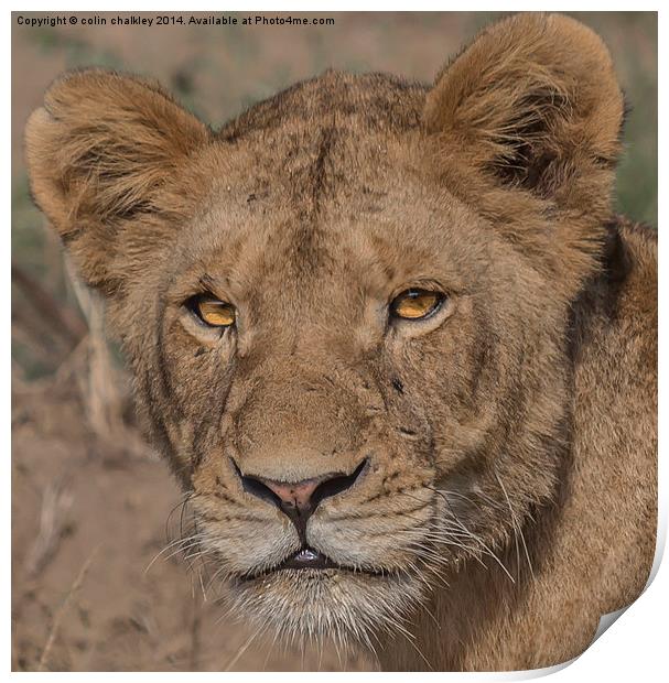 Lioness in Kruger National Park Print by colin chalkley