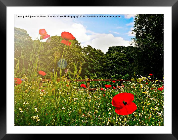 Sun kissed poppies Framed Mounted Print by Jason Williams