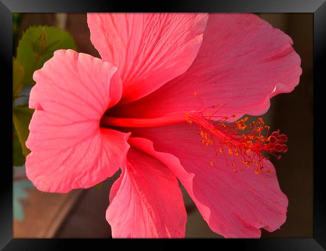 a pink hibiscus in bloom Framed Print by Pete Schulte