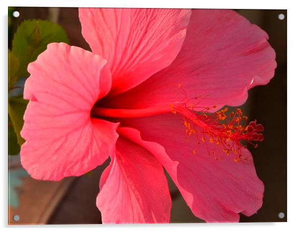 a pink hibiscus in bloom Acrylic by Pete Schulte