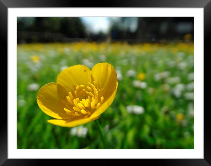 Buttercup Framed Mounted Print by Graham Heath