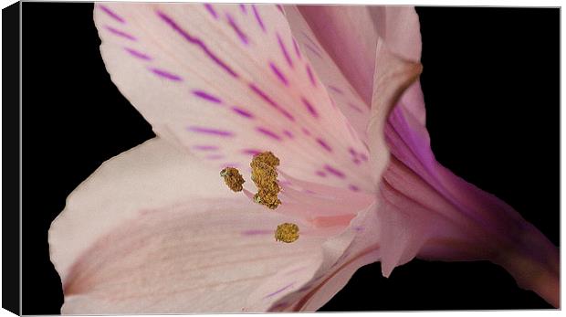 LILAC LILY Canvas Print by Anthony Kellaway